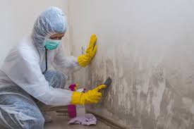 Best Biohazard Mold Removal  in USA